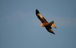 Red Kite In Flight